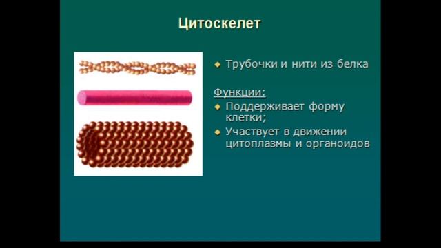 Биология ОГЭ/ЕГЭ. Выпуск 3. Строение клетки смотреть онлайн