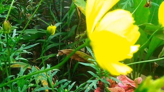 tanaman hias смотреть онлайн