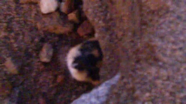 Злой лемминг