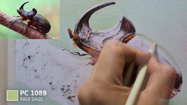 Рисуем цветными карандашами. Рисуем жука носорога смотреть онлайн
