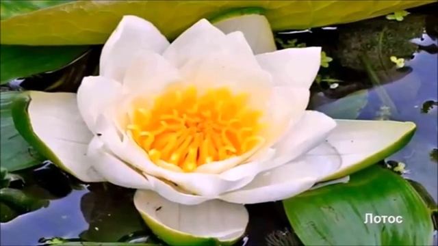 Водные растения/Aquatic Plants