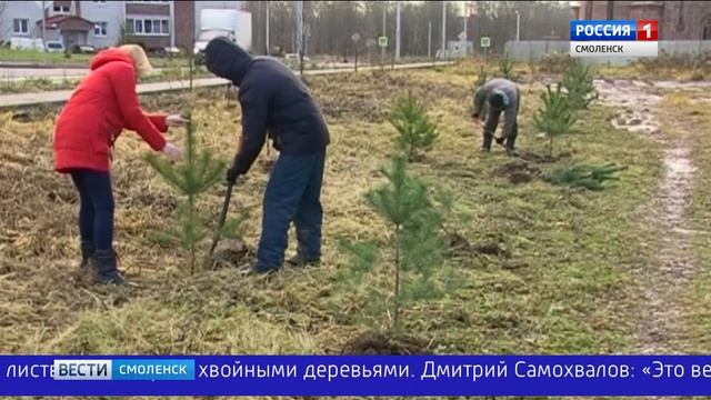 В «Соловьиной роще» Смоленска появится сосновый бор смотреть онлайн