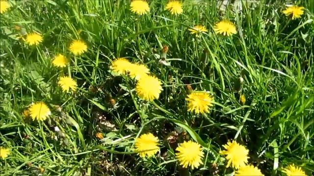 Одуванчик, польза и вред. Природа просыпается! смотреть онлайн
