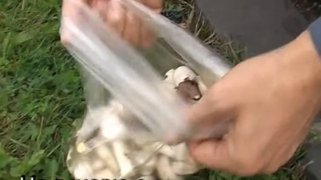 Grib!!! смотреть онлайн