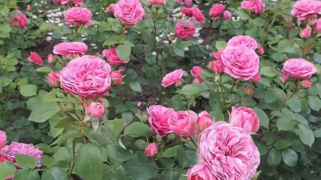 Роза БАРОНЕССА. Обзор сорта.