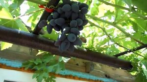 Виноград ВИКИНГ