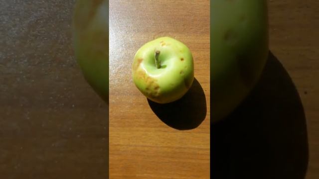 Маленькое яблоко сорта семеренка на светло-коричневой поверхности Пятого Июня смотреть онлайн