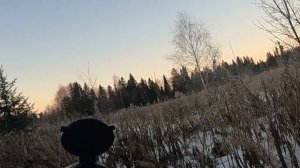 Охота на тетерева с CZ 512 wmr