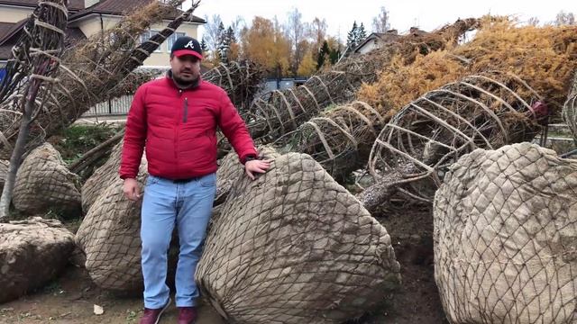 Крупномеры: Выкопать из леса и на участок? Лучше не делай так! Узнай тут почему!