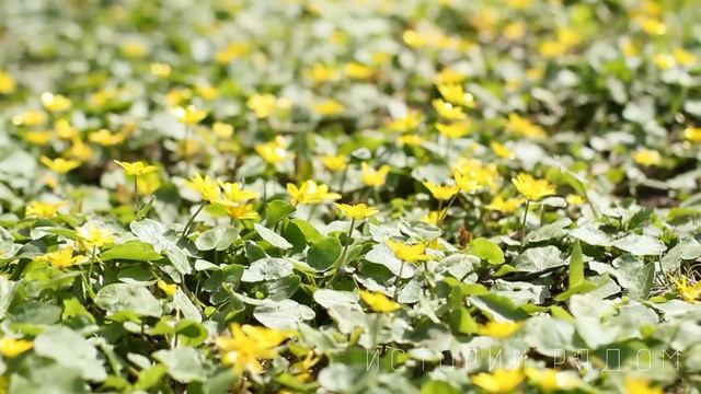 От безысходности Валя уехала в деревню, но едва услышав голос… смотреть онлайн