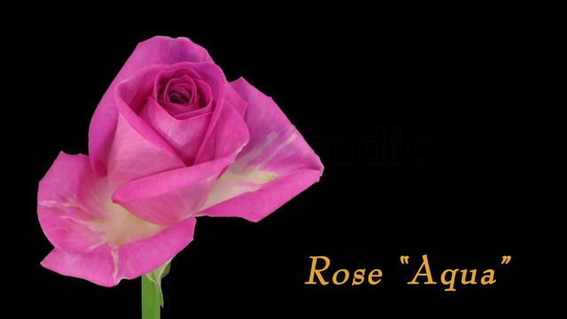 Time-lapse of Opening Pink "Aqua" Rose with ALPHA смотреть онлайн