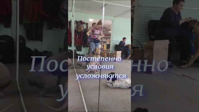 Дрессировка немецкого дога