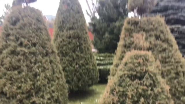 Хвойная история про формирование лесных можжевельников смотреть онлайн