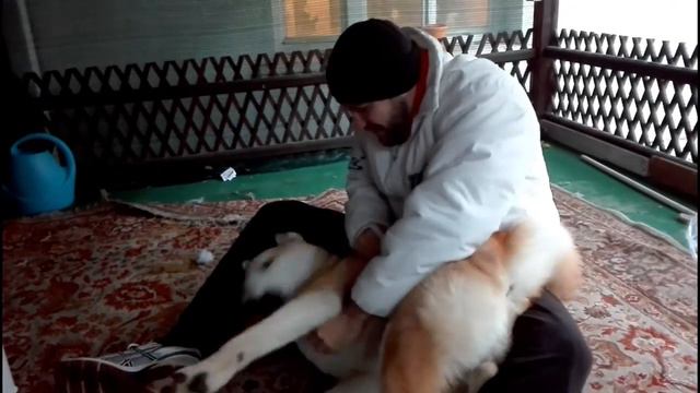 Aron, 7 months Akita Inu, the journey continues... смотреть онлайн