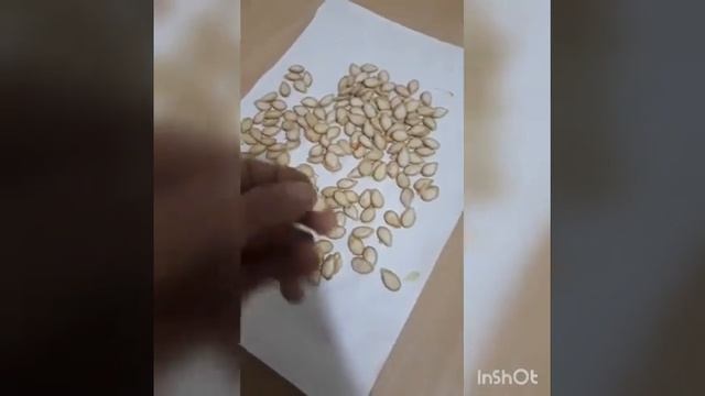 Как. Сушить. Семена. Тыквы. И. Тыквенных. Культур смотреть онлайн