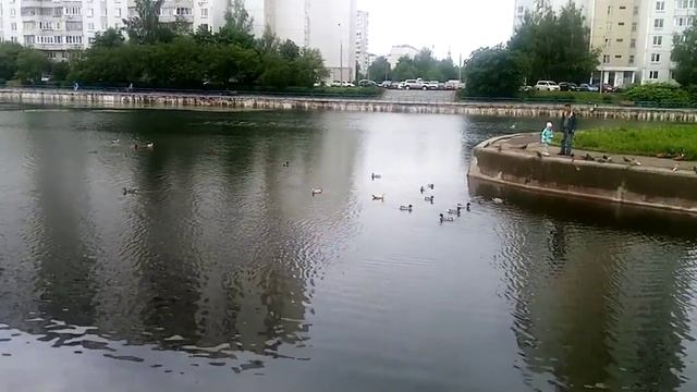 утки на Михайловском пруду смотреть онлайн