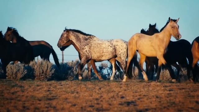 ПОЧЕМУ ЧЕЛОВЕЧЕСКИЕ ОБЩЕСТВА РАЗВИВАЛИСЬ С РАЗНОЙ СКОРОСТЬЮ? смотреть онлайн