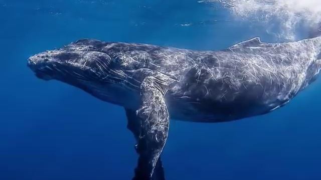 Humpback Whale Songs Of The Ocean Deep Sleep Music Relaxation-holistic Hypno