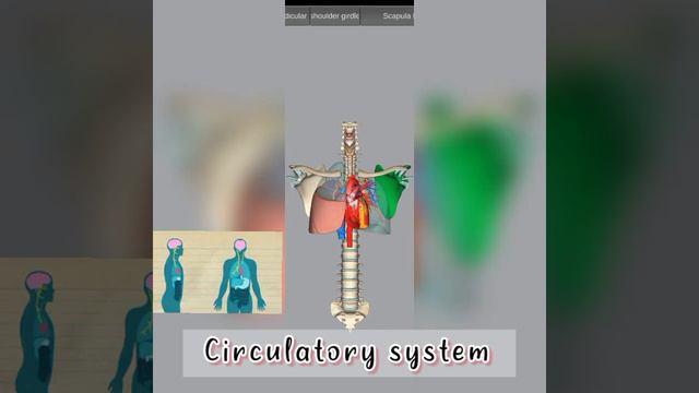 #shorts😏😏#youtubeshorts☺️☺️#mbbs♥️#physio🫁🫁 anatomy of human body🫀🫀 circulation ❤️3d view of anatom смотреть онлайн