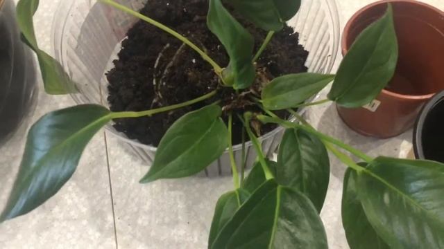 Пересадка Антуриум Шерцера смотреть онлайн