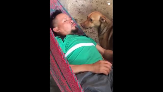 Funniest Cats And Dogs Videos - Best Funny Animal Videos 2024 #2 смотреть онлайн