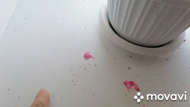 Цветущие глаоксинии, пеларгонии. Что рзазбудило ночью? смотреть онлайн