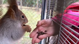 Содержание белки дома) Спасли белочку и оставили у себя купив ей клетку)