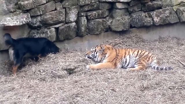 Тигрёнок и собака в Рижском зоопарке. смотреть онлайн