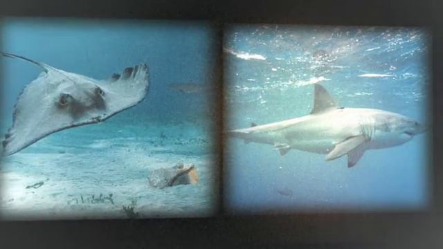 Подводный мир. Морские обитатели для детей. Скаты смотреть онлайн