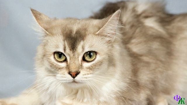 Котенок сидел у подвала, он был один и голоден. Куда исчезла его мать и остальные котята он не знал смотреть онлайн