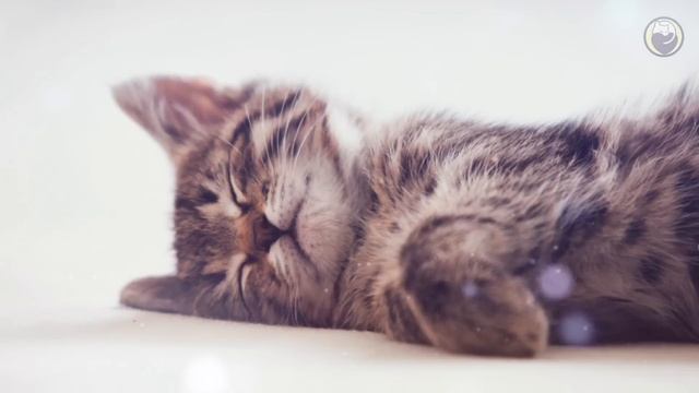 Calming Music that Gives Comfort to Cats - Relaxing Sleep Music with Nature Sounds смотреть онлайн