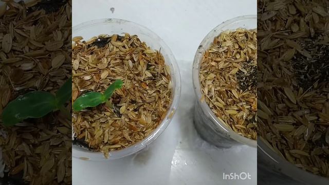 Огуречная рассада смотреть онлайн