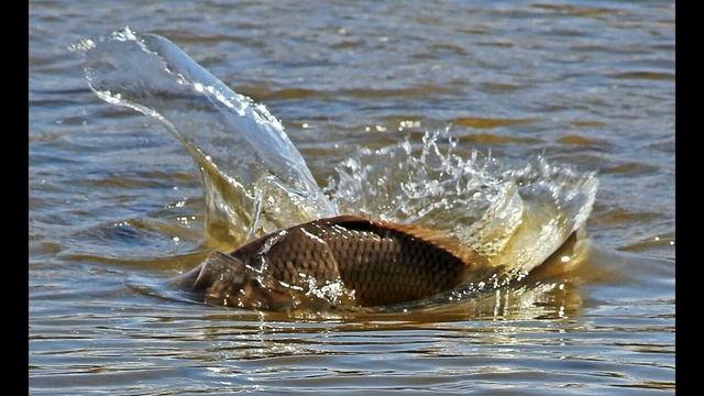 Ловля карася весной — секреты и тонкости ловли на поплавочную удочку. смотреть онлайн
