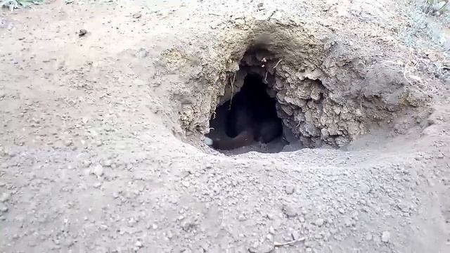 Кто в норке живёт?))) смотреть онлайн