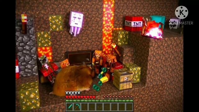 Особенности породы Сирийский хомяк. Персик шоу смотреть онлайн