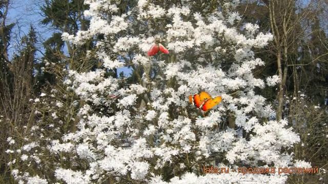 Магнолия звездчатая Стеллата (magnolia Stellata) ? обзор: как сажать, саженцы магнолии Стеллата