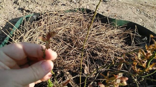 Голубика почему краснеют листья,весной. Как поживает недавно высаженный куст смотреть онлайн