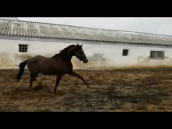 Жеребец русский рысак от Фаворита (6957-1)