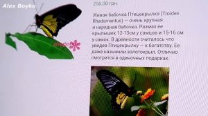 Бабочкариум! Пятая бабочка, Птицекрылка! Бабочкарий. alex boyko