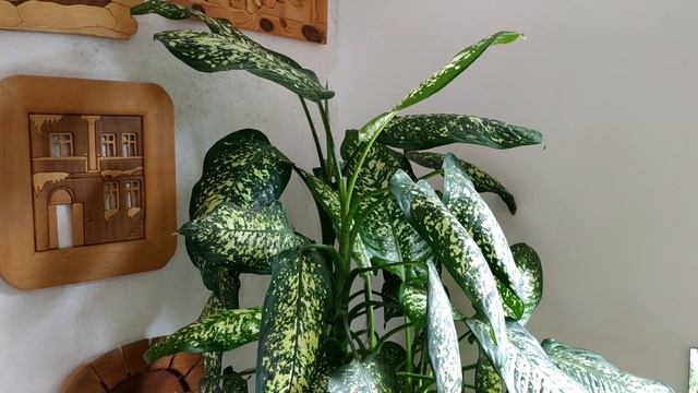 ПОДКОРМИЛА И ОБАЛДЕЛА , КАКАО И КОФЕ ОКАЗАЛИСЬ ЛУЧШЕЙ ПОДКОРМКОЙ ! смотреть онлайн