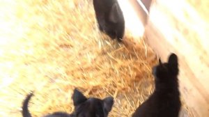 Проверка НЕРВНОЙ СИСТЕМЫ у ЩЕНКОВ НЕМЕЦКОЙ ОВЧАРКИ. Тест с ключами.