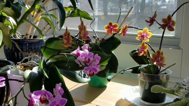 How To Check Your Orchids To See If They Are Getting Enough Light. Easy Shade for Your Grow Area смотреть онлайн