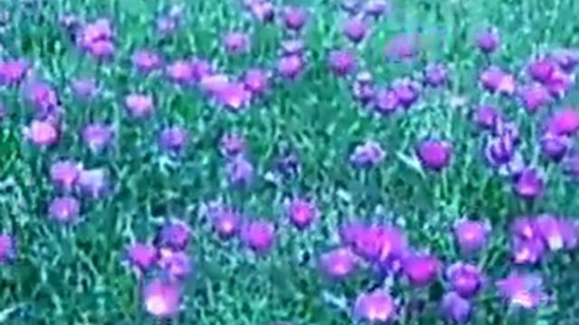 purple buttercups 2 смотреть онлайн