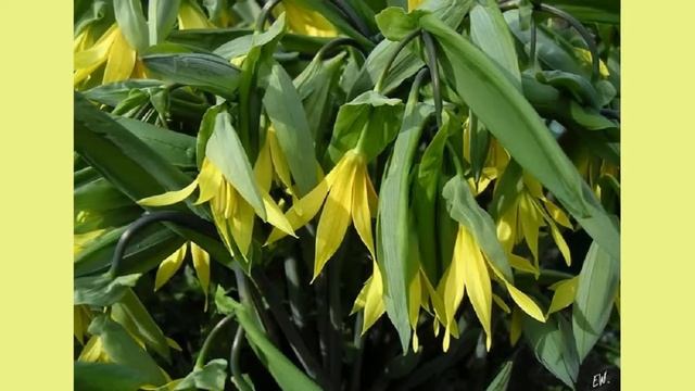 Увулярия крупноцветковая смотреть онлайн