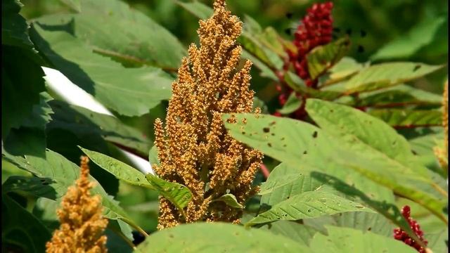 Growing Amaranth from Seed in Zone 6b/7 Gardening for Beginners Cut Flower Farm Growing Flower Seed смотреть онлайн