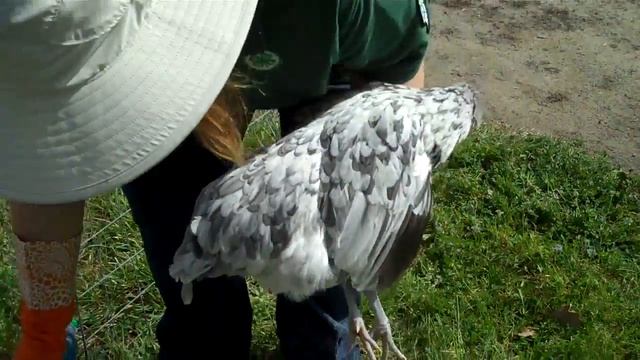 Chickens With Mites and Lice; How to Treat Quickly смотреть онлайн