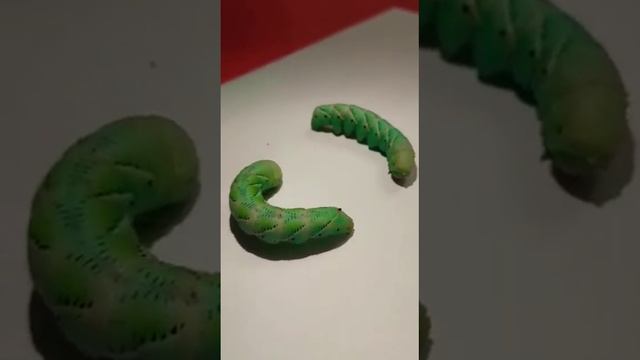 личинка бражника. #shorts #сурикат смотреть онлайн