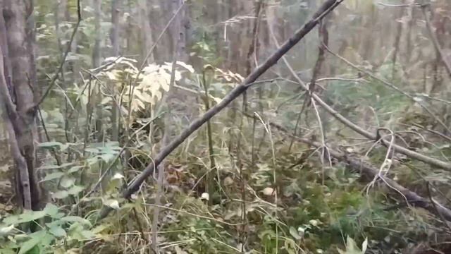 СОБИРАЕМ ГРИБЫ. ПОДБЕРЕЗОВИКИ И ПОДОСИНОВИКИ