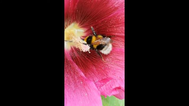 Лето - это маленькая жизнь: пчелка за работой. смотреть онлайн