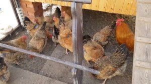 Кучинская порода кур - юбилейная ? мясояичная несушка  ? Характеристика породы кур